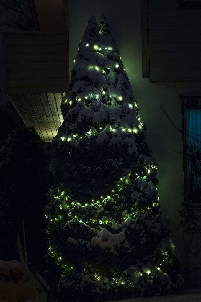 Xmas garden